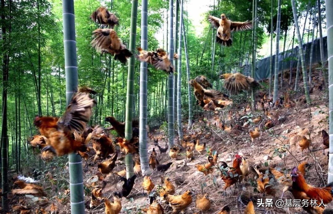 林业专业合作社示范章程