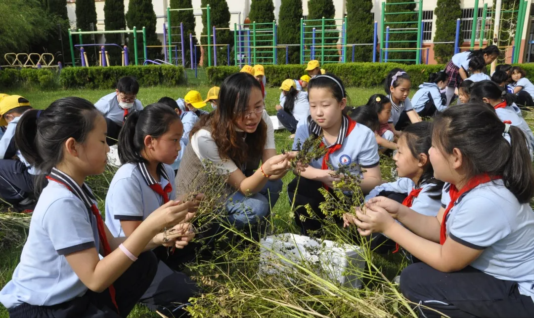 威海市环翠区北竹岛小学：构建“333”体系 高质量推动中医药文化进校园