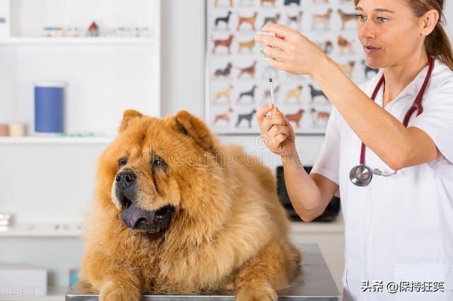 世界十大最忠诚的狗综合指数排名 中华田园犬高居前三名