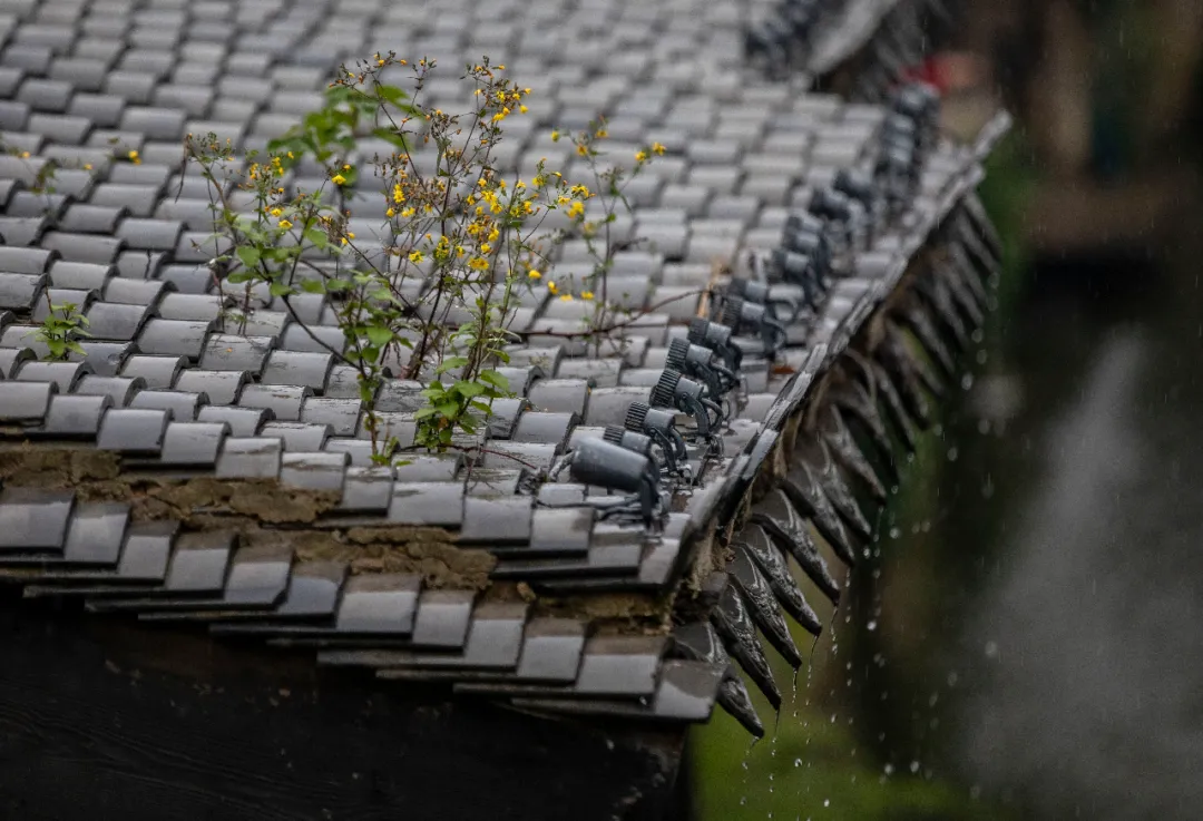 六月人间 | 古城之韵，烟雨蒙蒙让人沉醉！