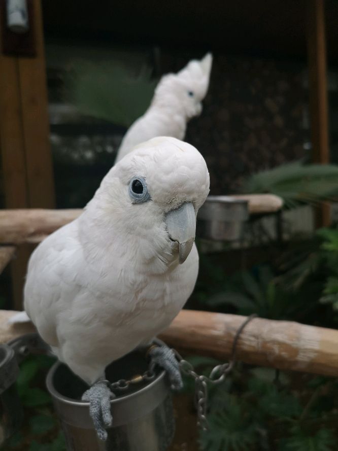 小葵花凤头鹦鹉,