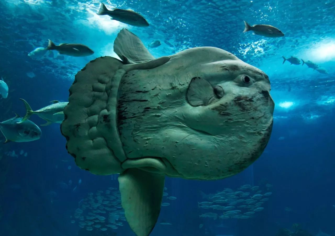 世界上最傻动物翻车鱼,完全没有自保能力,被海豹吃掉也无动于衷