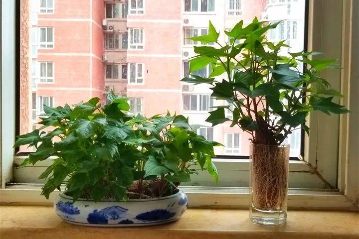 发芽的土豆先别扔,切块埋土里,仨月收获一箩筐