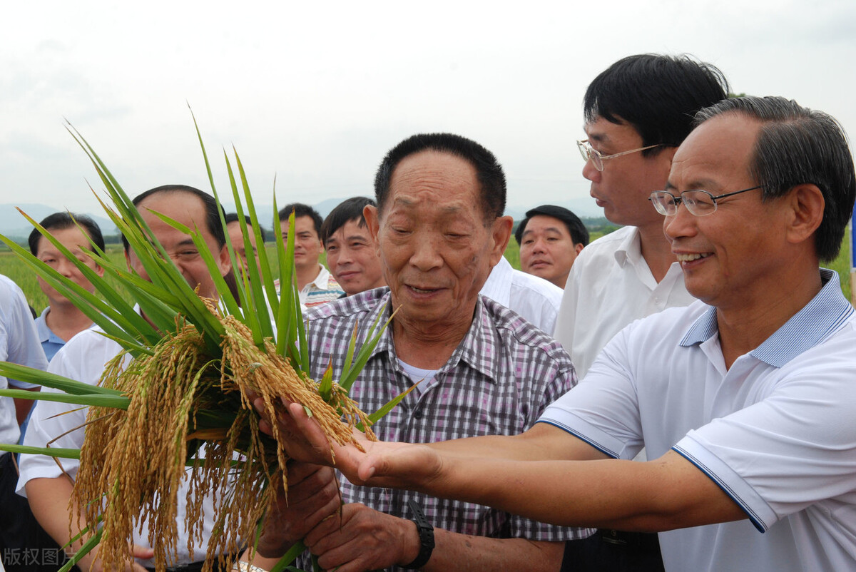 水稻是什么,水稻是什么植物