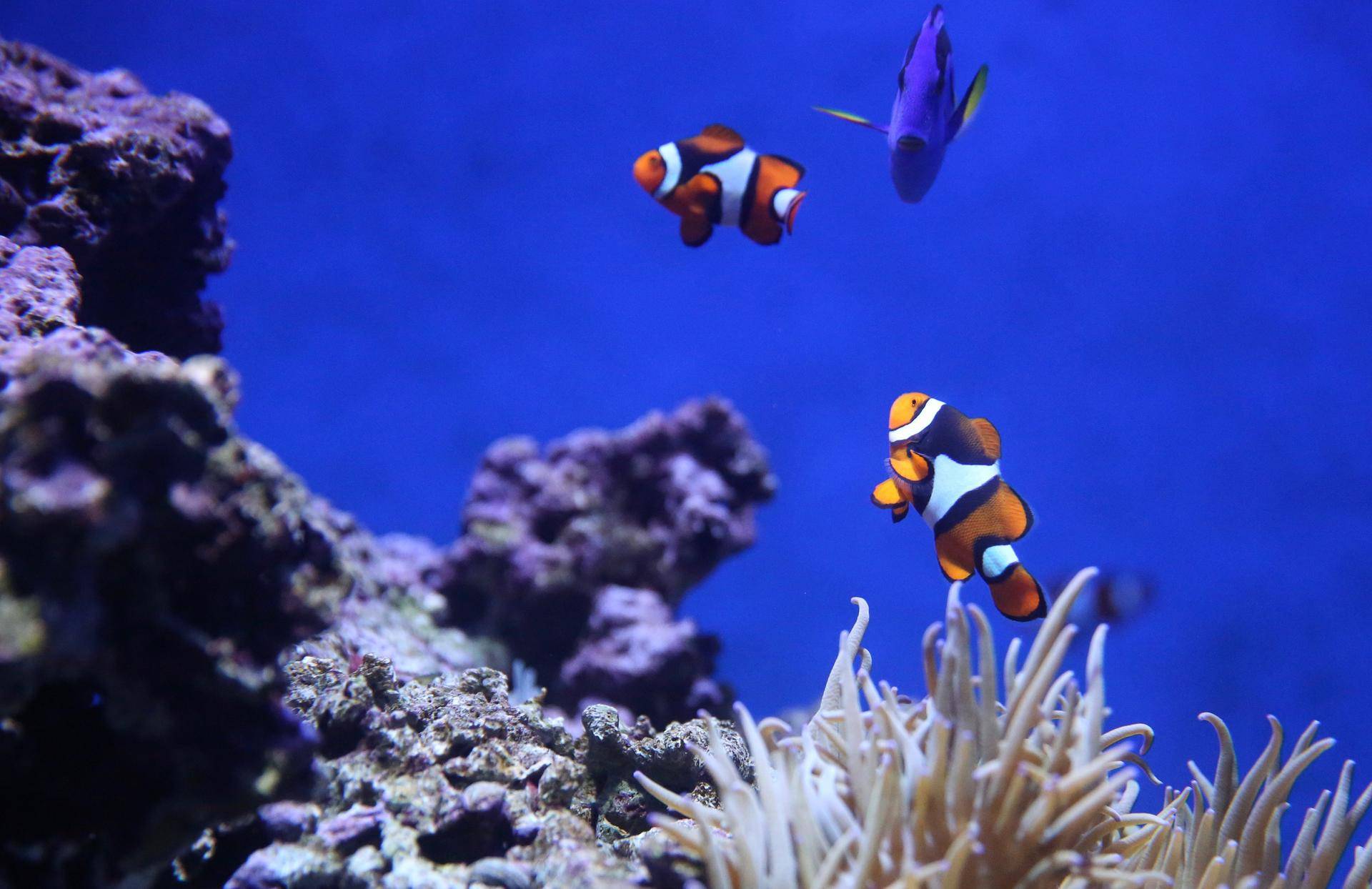 海水秒杀帕劳马代，价格低如白菜，距离4小时的世界10大海岛！