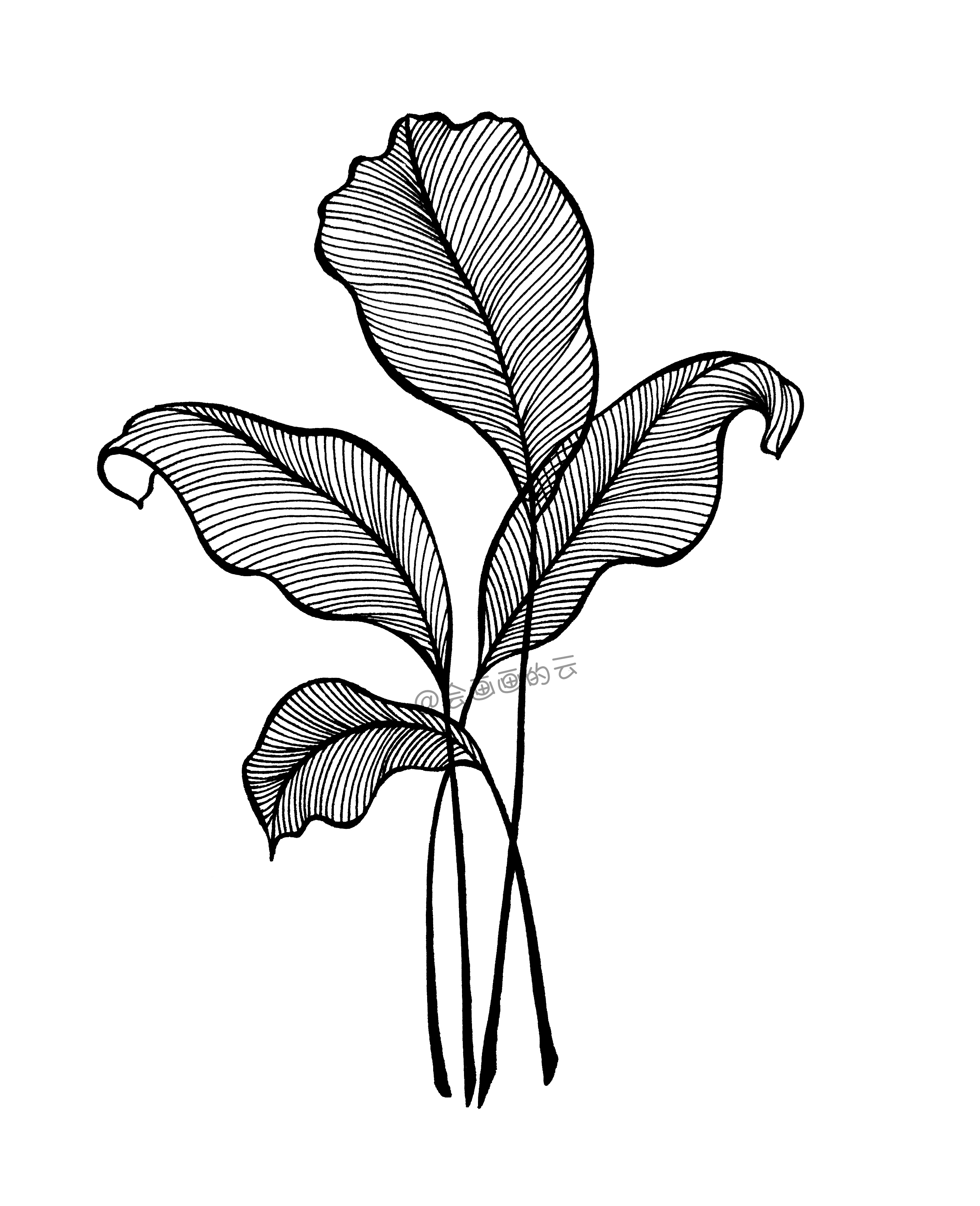 叶子也是很适合新手练习,叶子的内部线条简短,而且是排线的形式,画