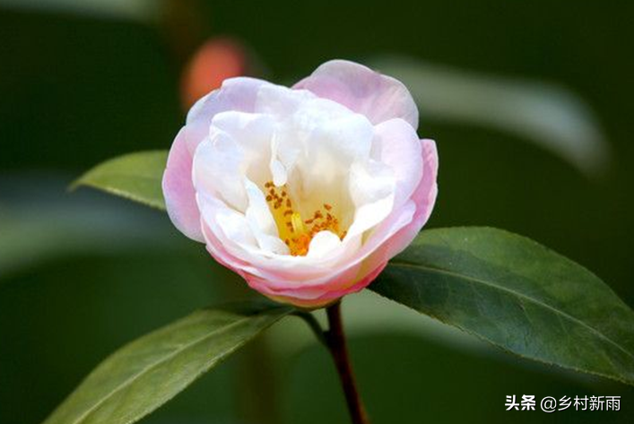 每日春花|山茶花：幽谷雪霜白洁玉，散落清辉西昌岭