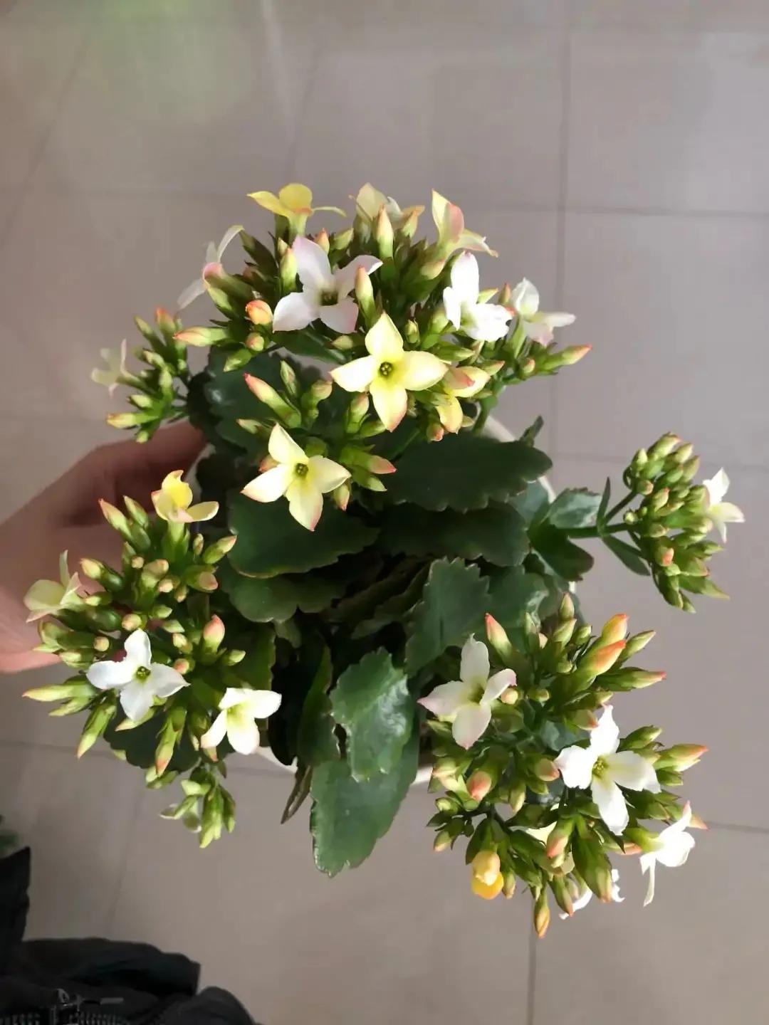 长寿花的颜色长寿花的颜色品种