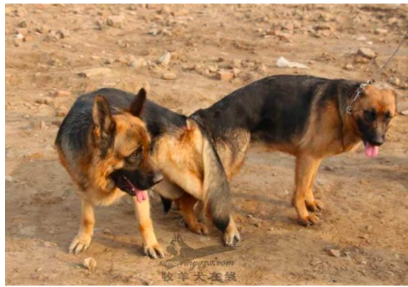 女狗男虎婚配好不好?属虎男婚后会有什么改变?_达一风水网