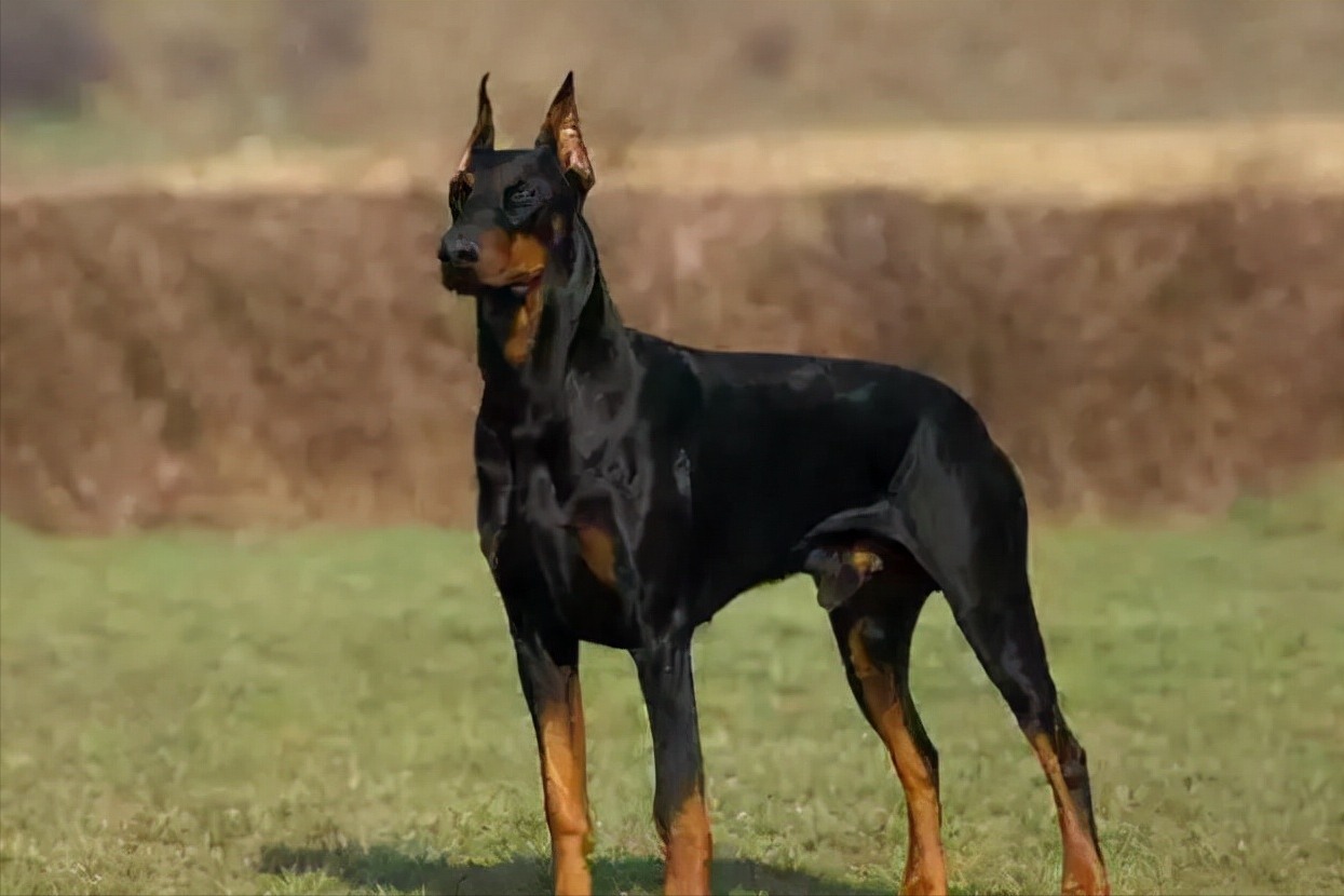 世界上被多国明令禁养的6大凶猛犬种，加纳利犬堪称“杀人犬”