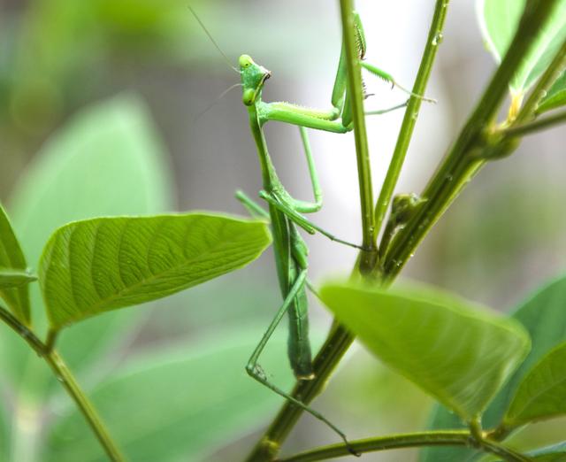 益虫有哪些昆虫，益虫图片介绍