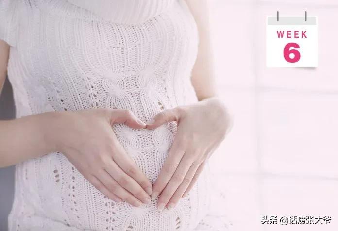1至40周胎儿发育过程图