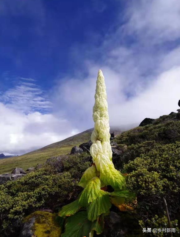 你了解"一生只开一次花"神秘的藏药"塔黄"么?