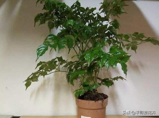 幸福树掉叶子怎么办？教你“5招”小技巧，叶片翠绿、再也不掉叶