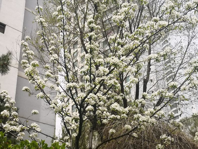 花木古韵丨徜徉花海，醉卧听雨，不知归去来兮