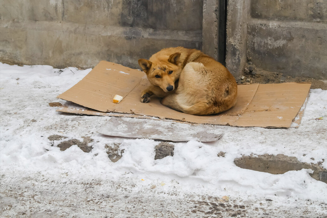 大学请不要养宠物