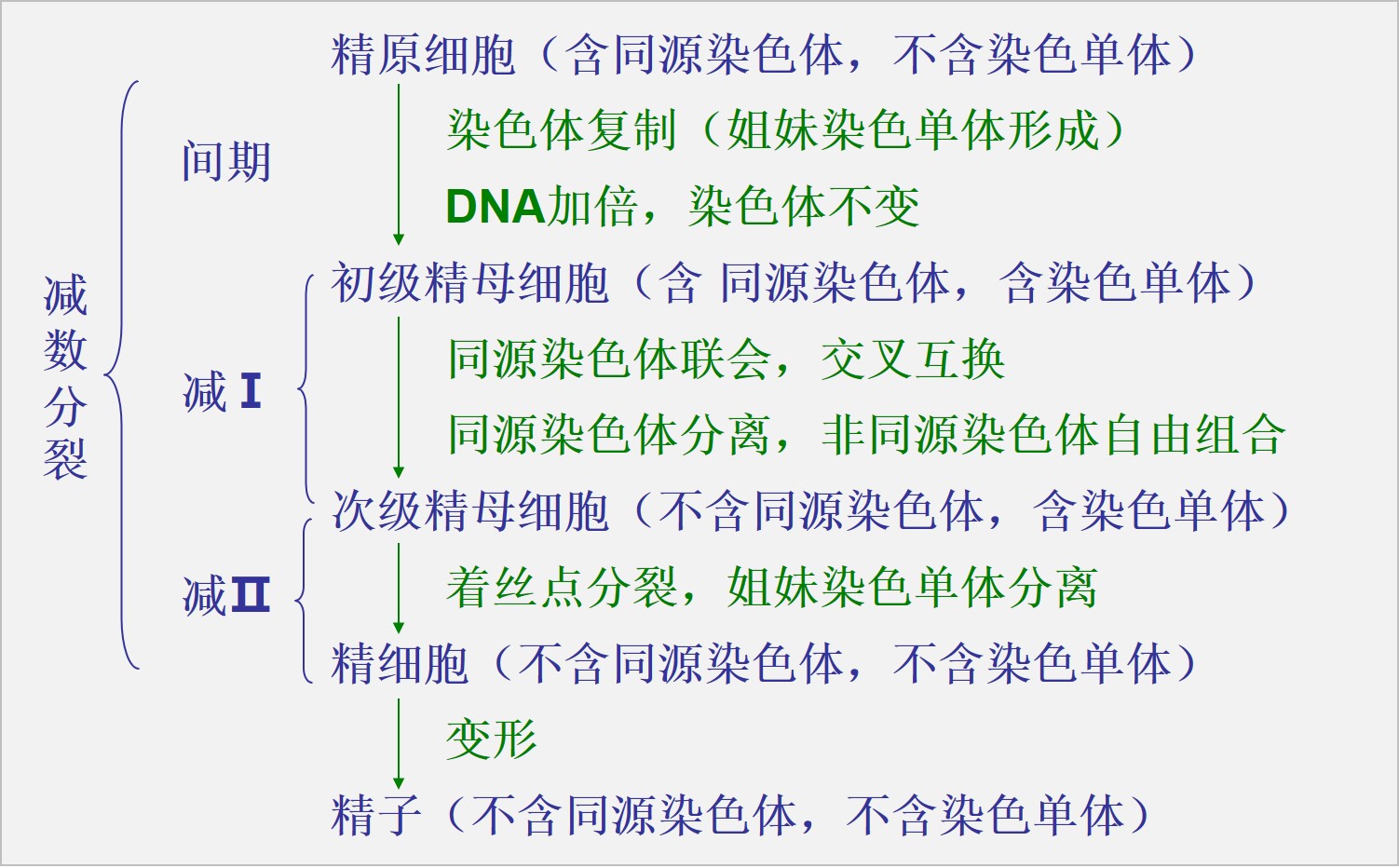 經過減數的子細胞有多少染色體(高中生物) - 青木春