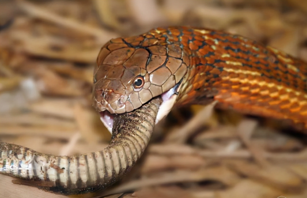 广东一居民卫生间惊现眼镜王蛇!为国家二级保护动物,有多毒?