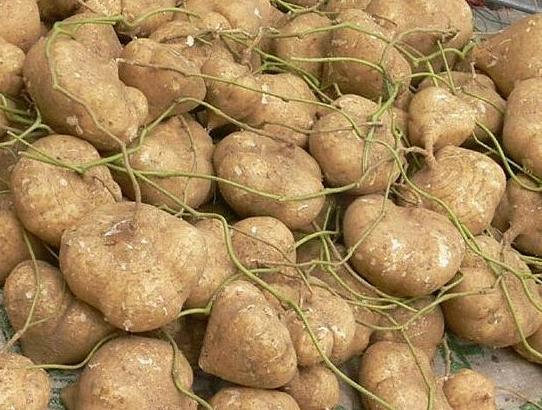 地瓜和红薯，傻傻分不清楚，它们之间有什么区别？又有什么关系呢