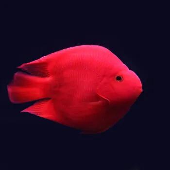 适合新手饲养的10种观赏鱼