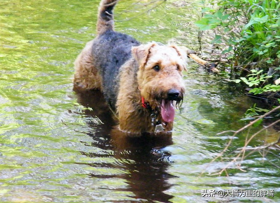 养狗不是为了折腾，公狗的这6个“缺点”太磨人，养母狗更省心！