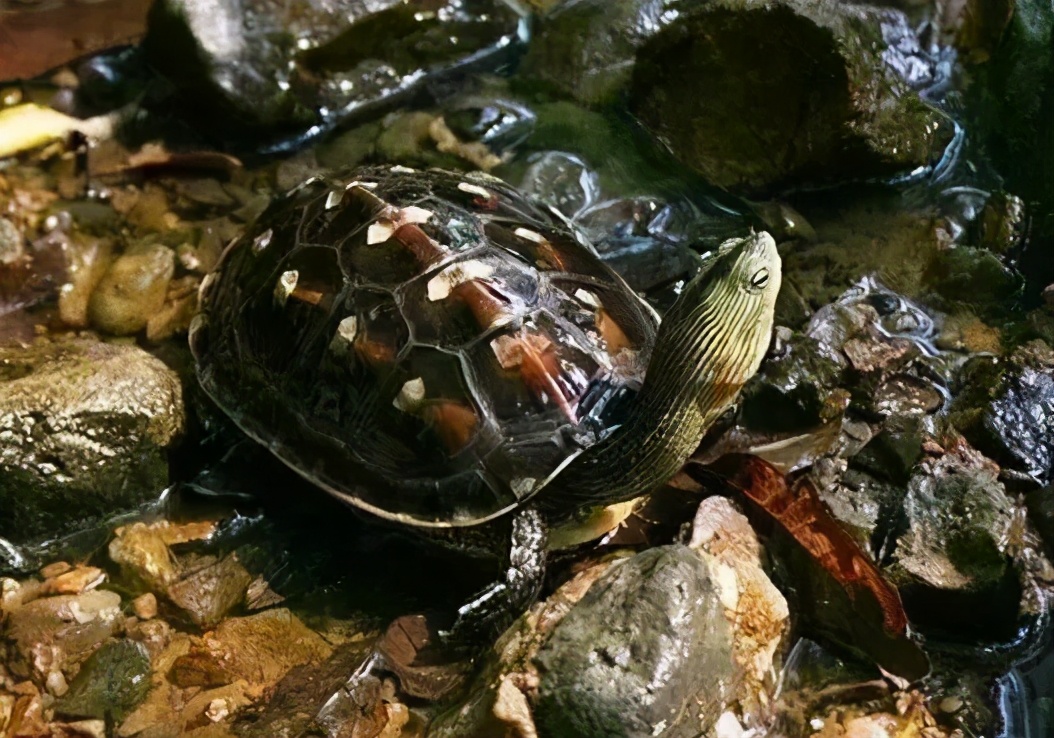 乌龟的种类图片及名称乌龟的品种图片