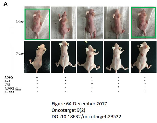 徐州医科大学附属医院发表的SCI论文因图片疑似重复被质疑