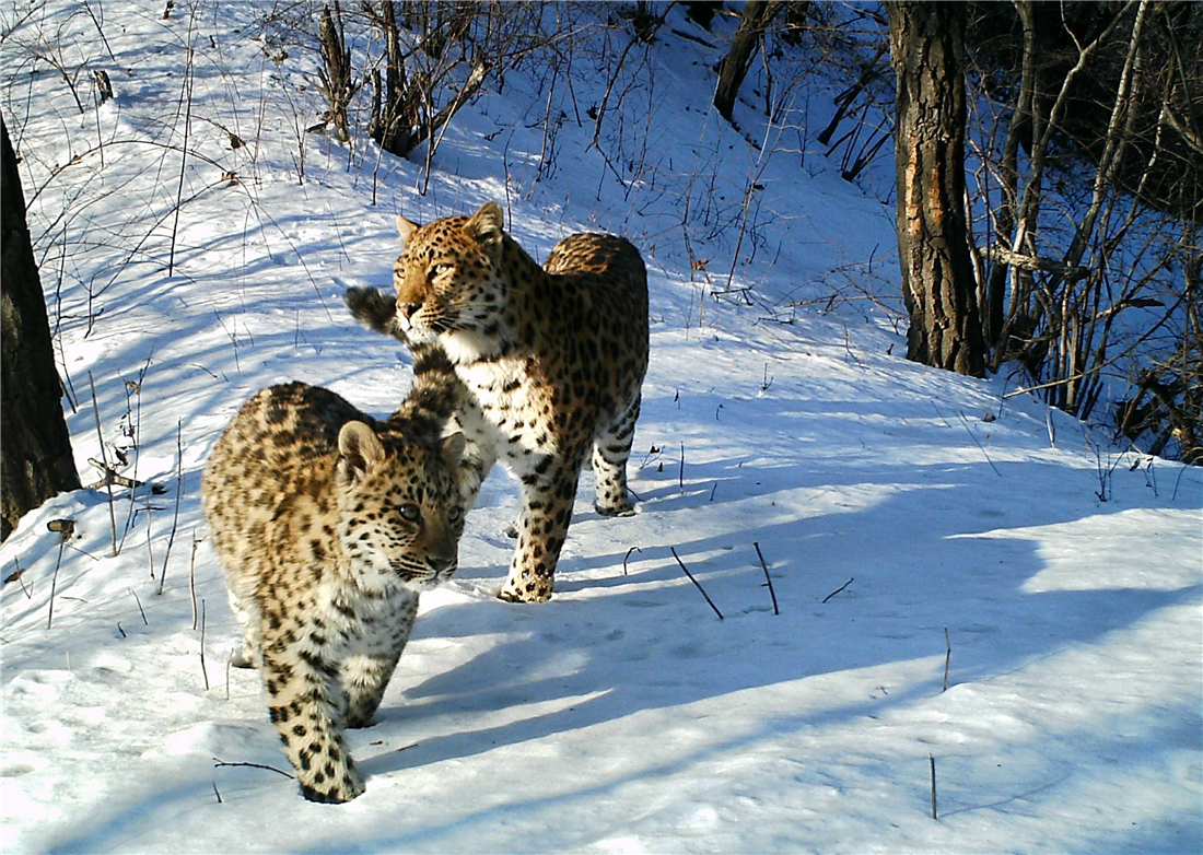 华北豹频频现身，为何仍难以控制当地野猪？豹子能打得过野猪吗？