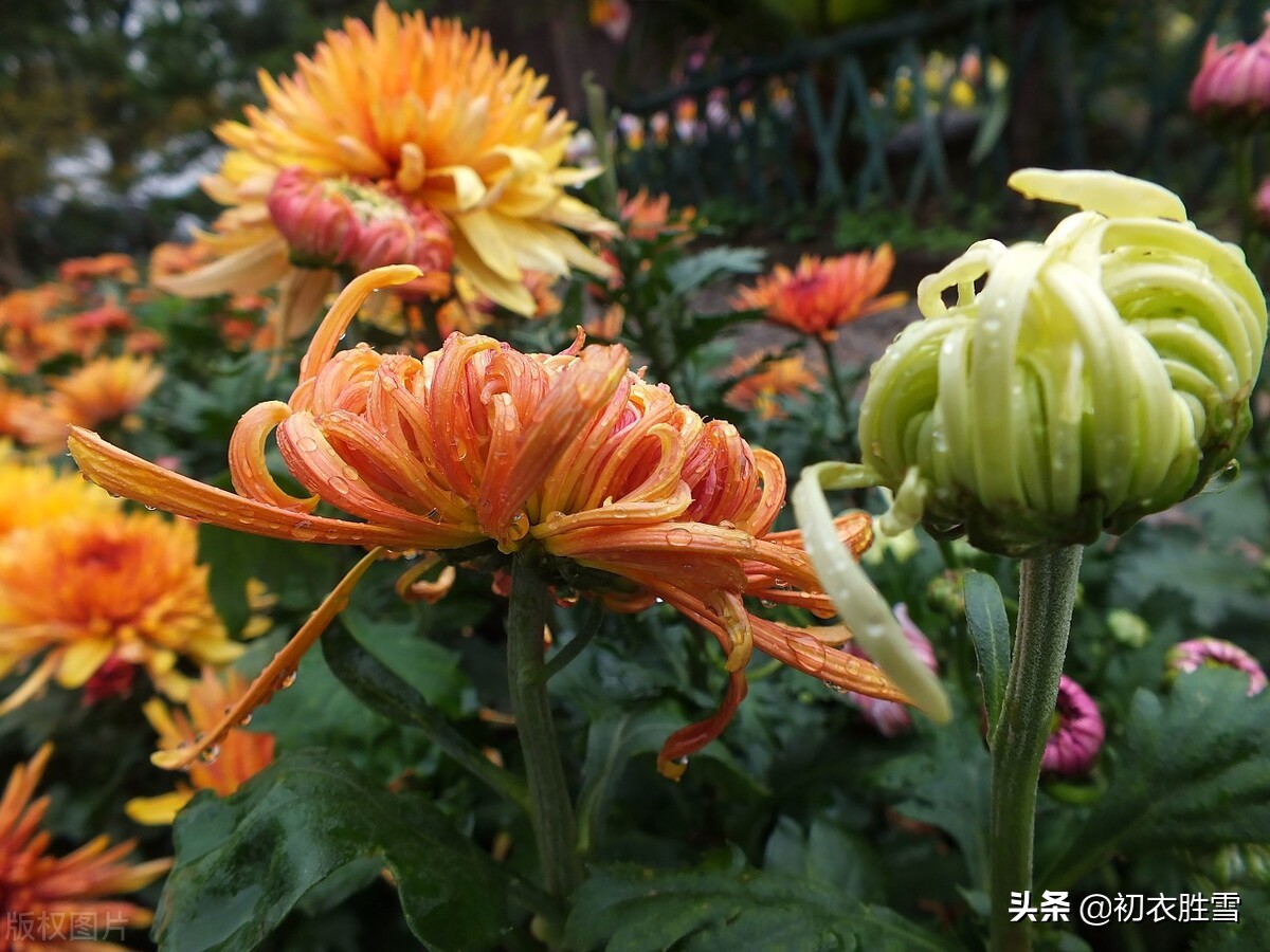 ​菊花雨，犹恋黄花雨后香——秋雨菊花美诗五首