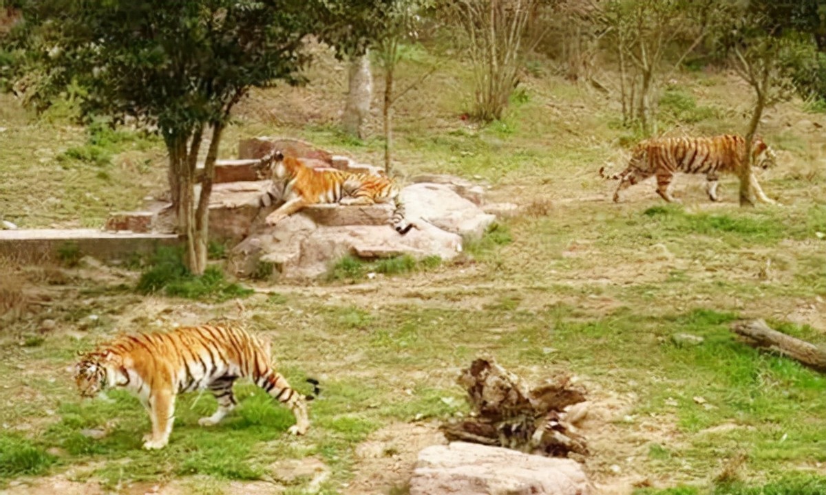 对外经济贸易大学法学院（老虎咬死游客事件）