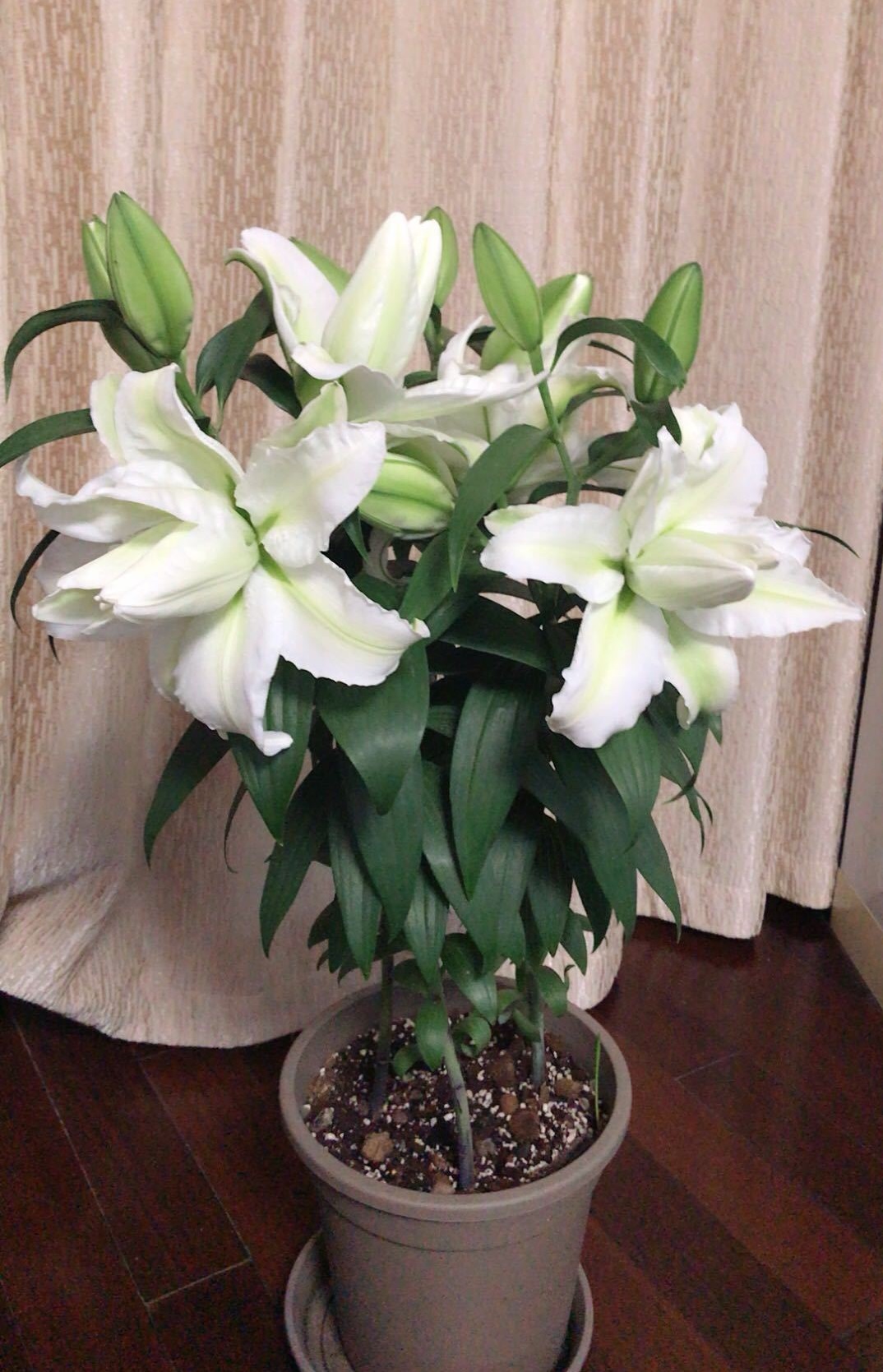 百合花界的“巨无霸”—爱莎，花型巨大，又美又香，阳台也能养