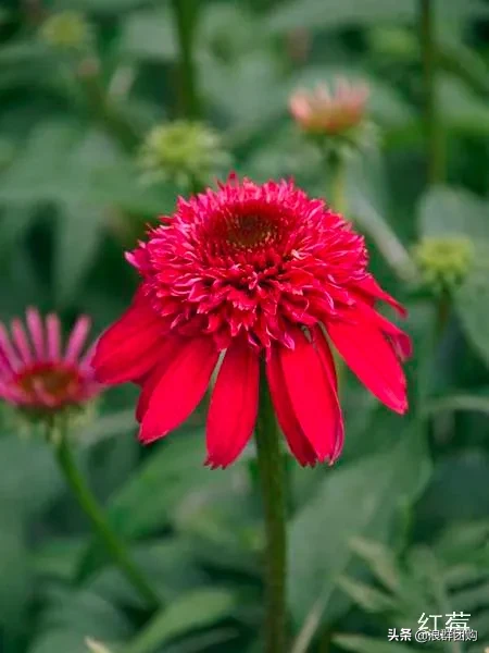 松果菊花期的图片（重瓣松果菊花开一夏的美）