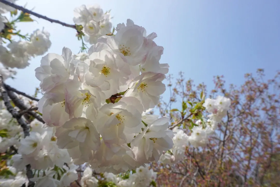 cctv13共同关注直播（惊艳全国，央视都来直播！旅顺的樱花到底有多美？）