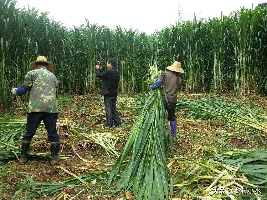 植株高达7米，亩产30吨，“巨菌草”种植一次可以收割15年