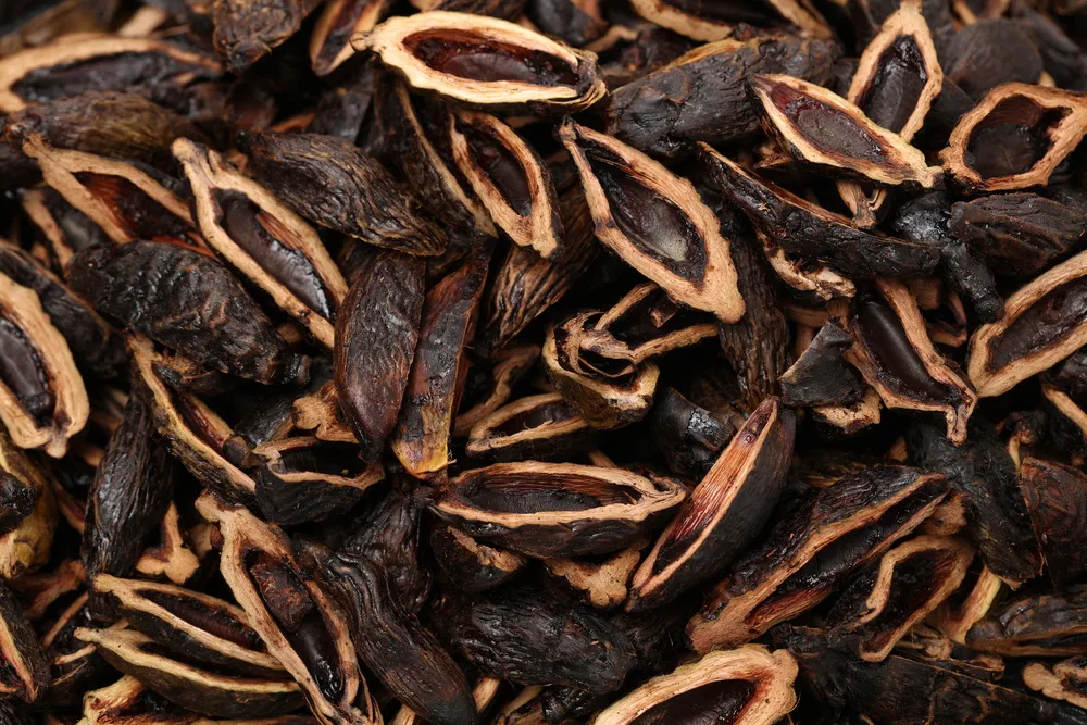 在土耳其是毒品,在我国是食品!对槟榔上瘾的可不止普通人