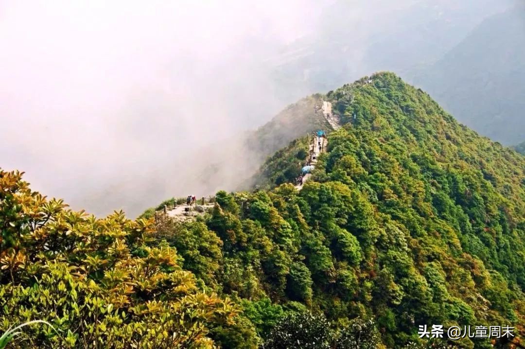 各区都有，带娃走起！深圳40+免费景点，假期一日游刚刚好