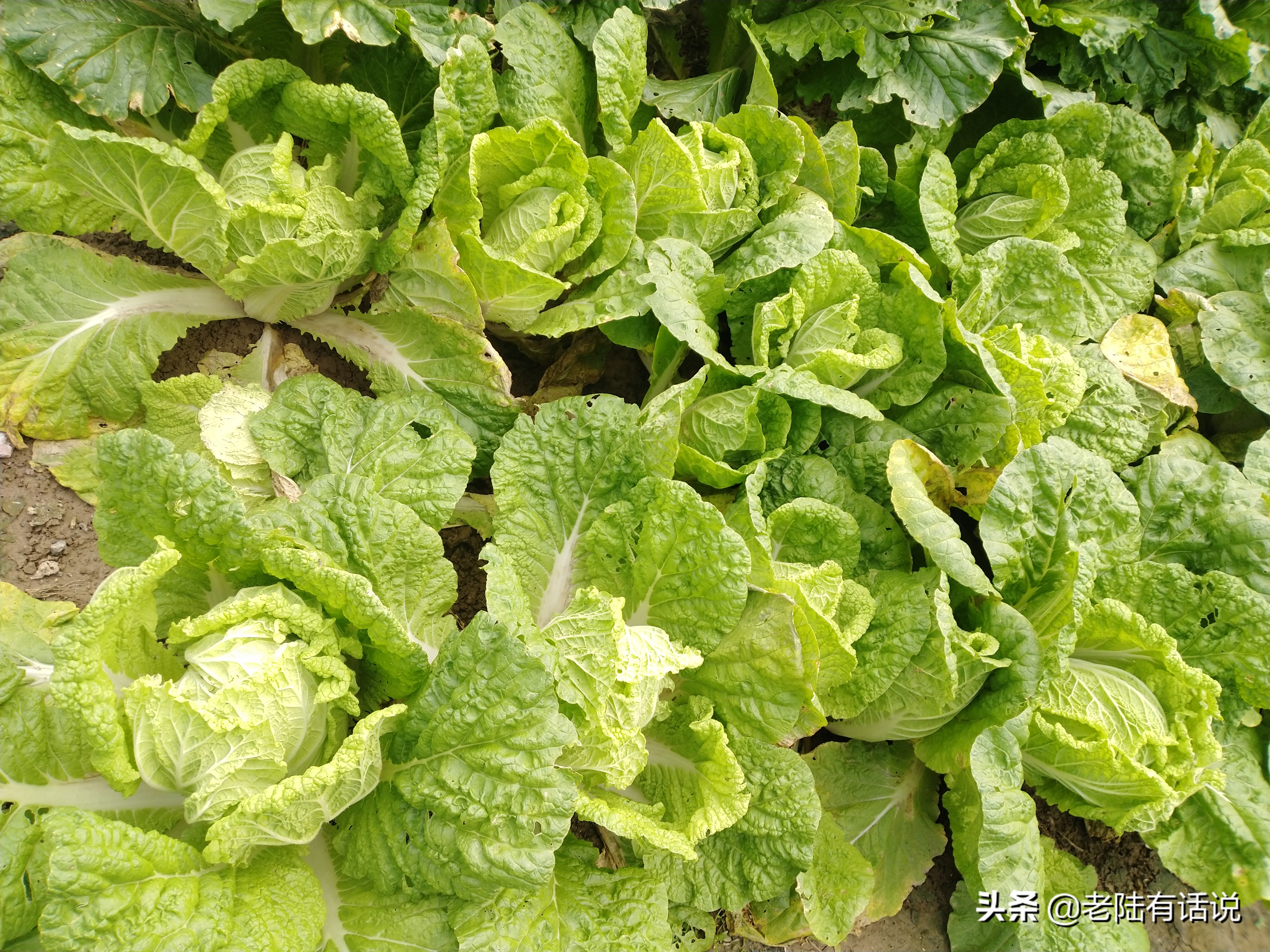 我的城市小菜园，我的田园之梦，金秋收获绿色食品