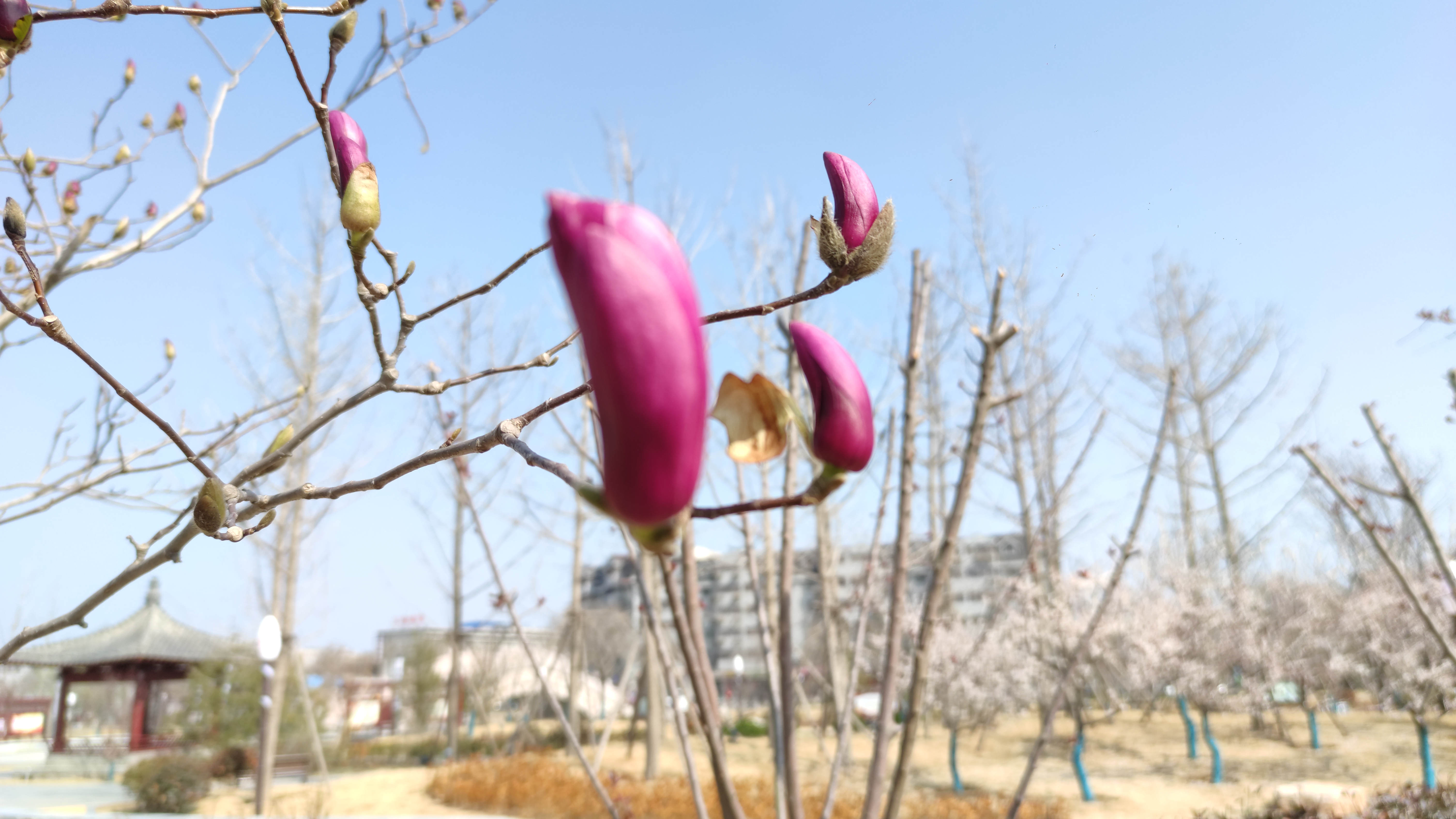 开封春季赏花最新攻略：古典、繁盛、烂漫、娴静、端庄的不同春色