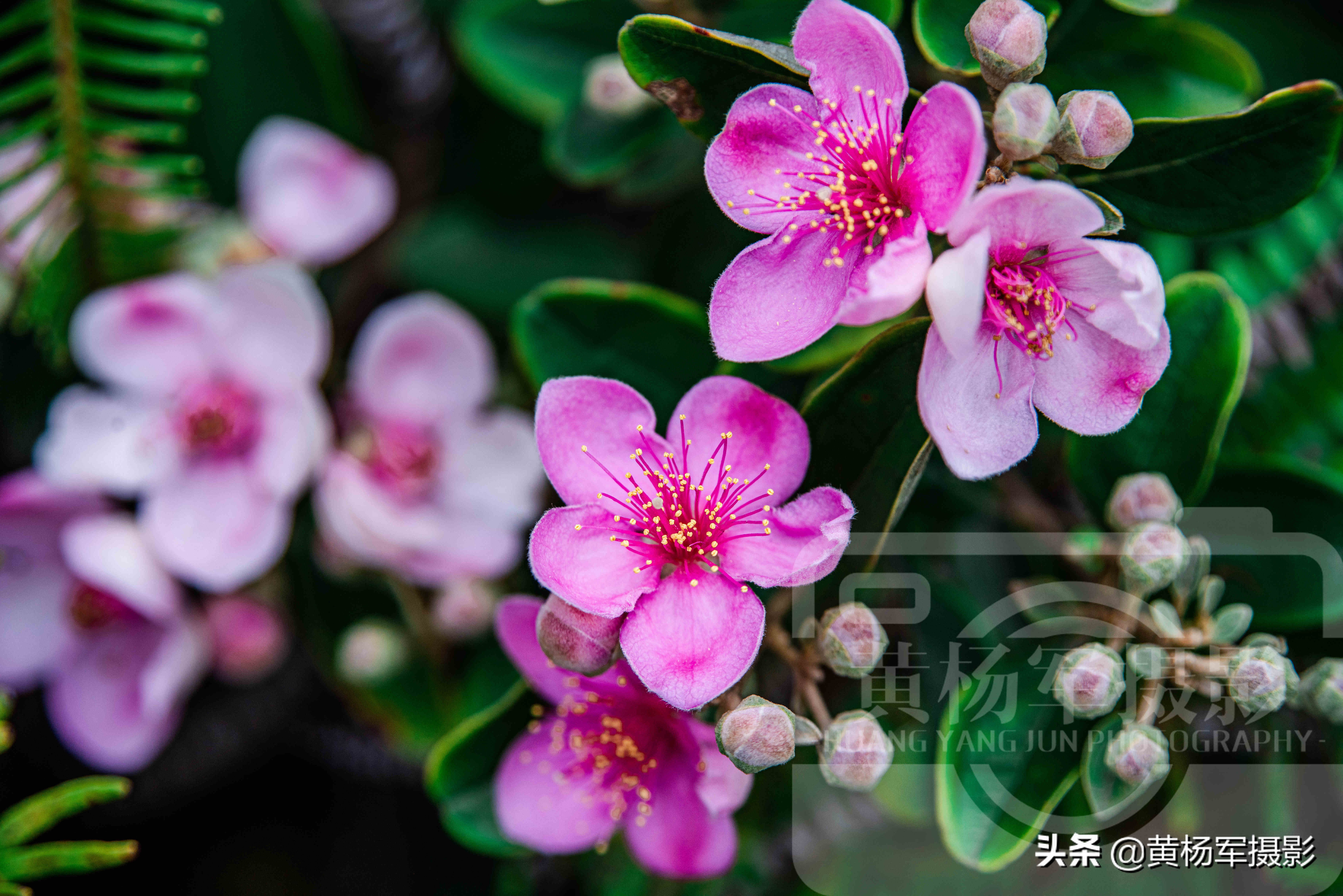 六月桃金娘花怒放的娇艳 乡村山间紫红色的花朵很美 花开特芬芳 紫红色的图片 安夏美发
