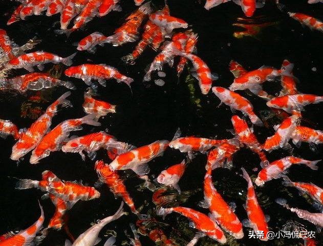 新手养锦鲤必看：锦鲤白霜病治疗与饲养技巧全攻略