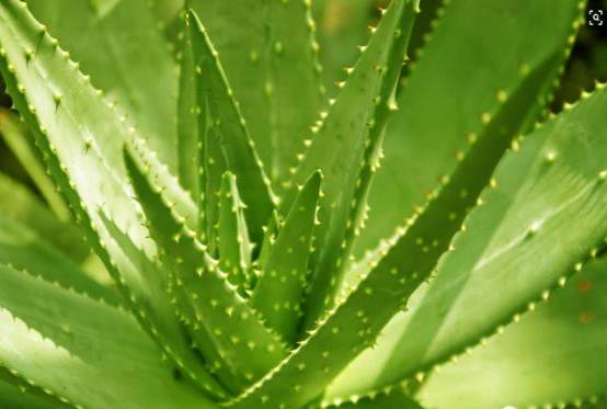 室内吸毒植物手册,选择对了才有效
