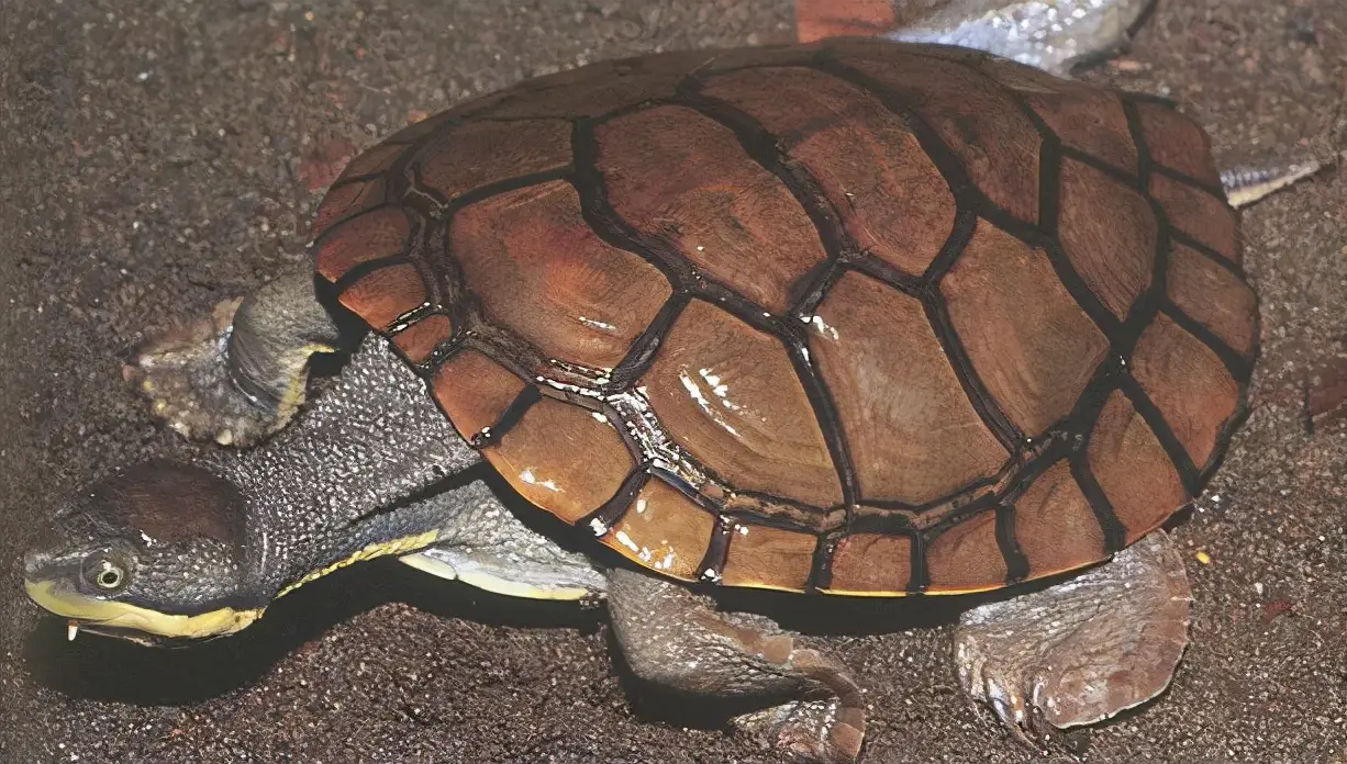 乌龟的种类图片及名称（乌龟的品种图片）