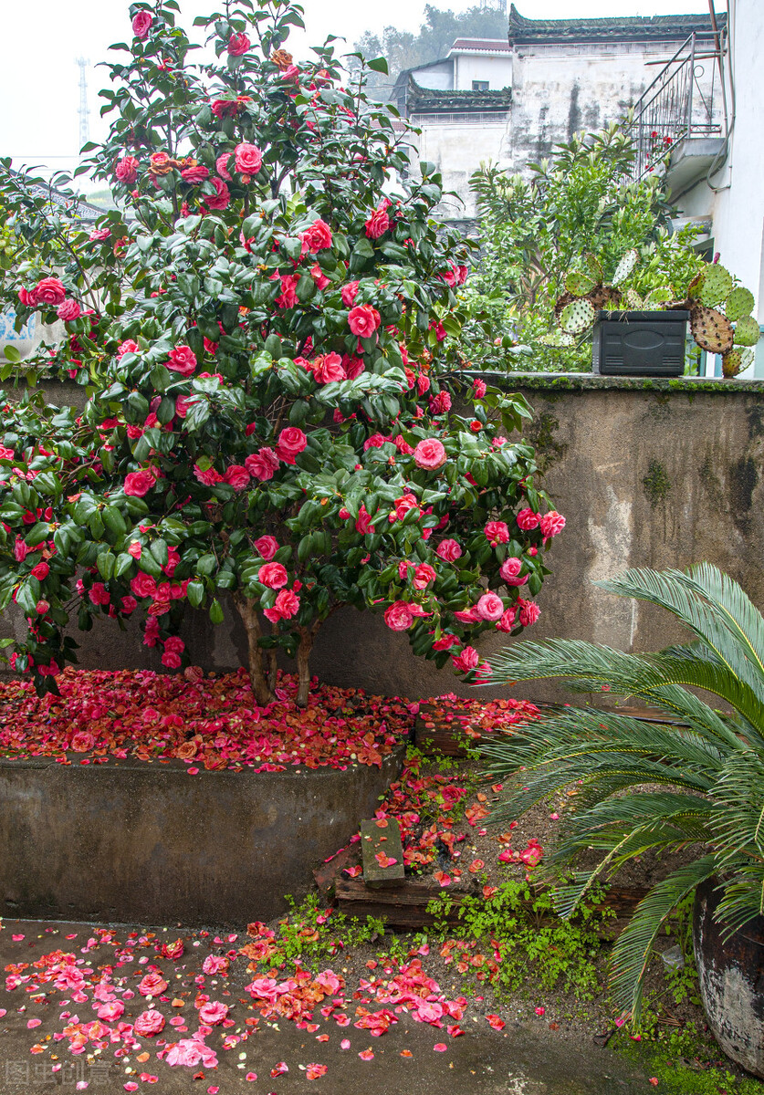 十大客厅风水植物(10大"吉祥花"适合养客厅)
