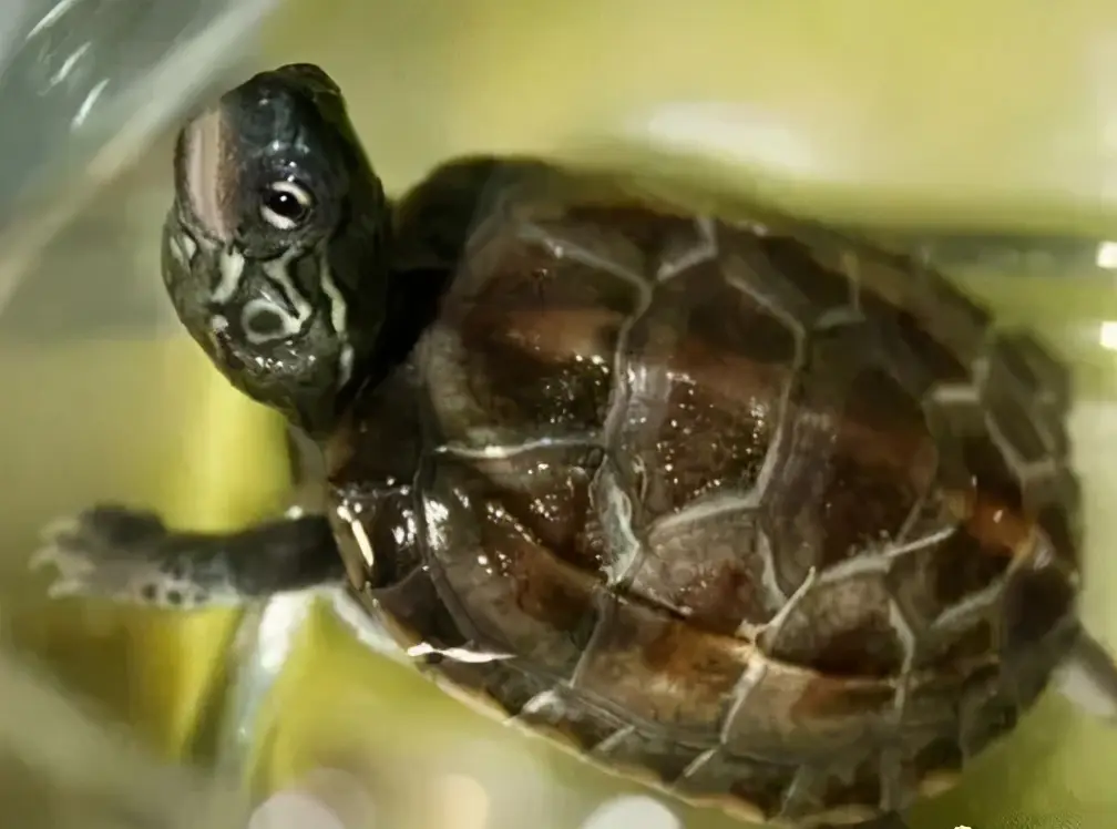 乌龟的种类图片及名称（乌龟的品种图片）