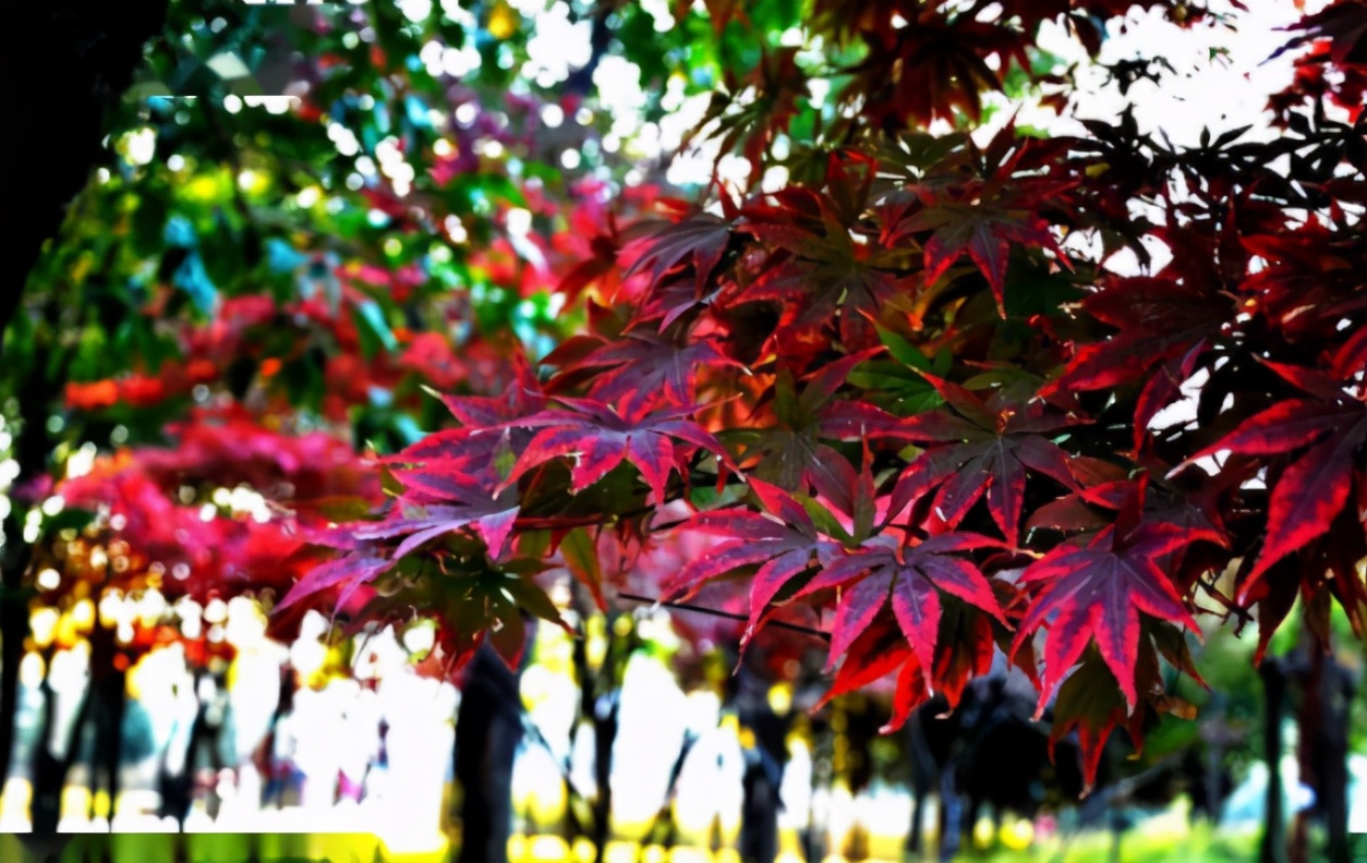 郑州这10个绝佳赏秋地，风景绝美，很多地方都还免费