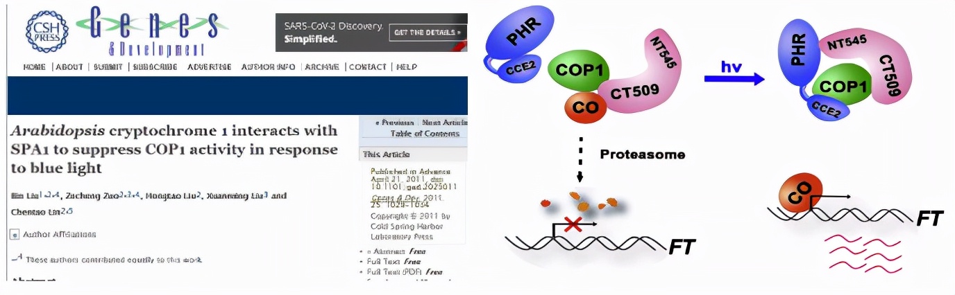 国际关注！东北“超牛”教师：研究步入世界前沿，成果登顶《自然》《科学》！