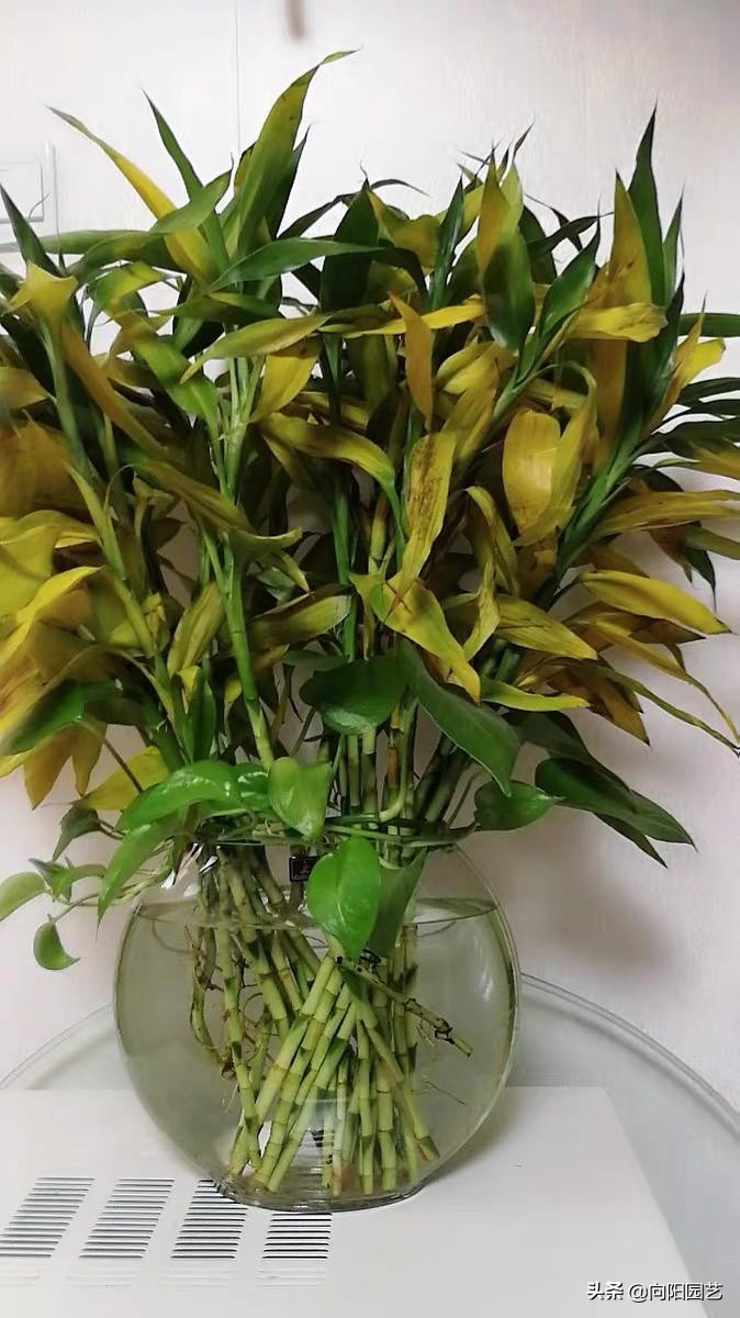 家里的富贵竹又黄叶了，冬季低温要“保温”，几个小技巧送给您
