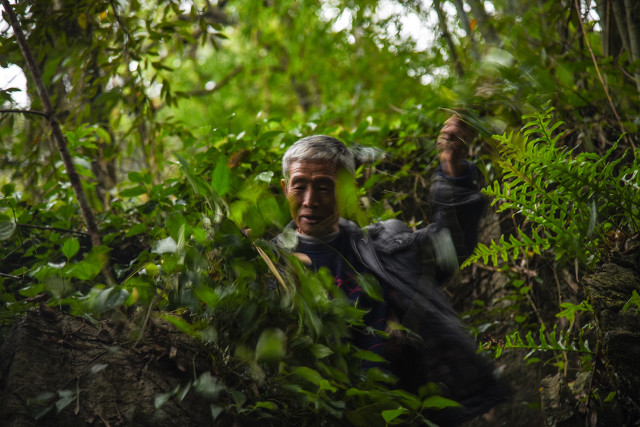 采药师指常年出没于深山林莽,以采集中草药为生的人.