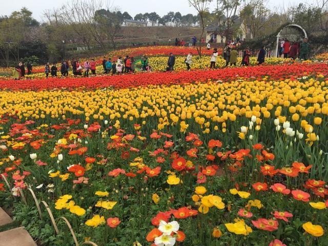 咏叹成都的5首唐诗，无一例外都是千古名篇，令人拍案叫绝