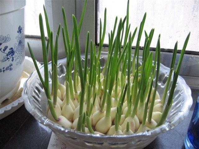 观察日记这样写，资深老师拿学生的好句举例，让学生的作文更精彩